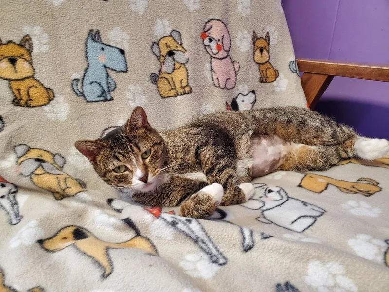 An adult medium-sized female Tabby (Brown / Chocolate) Domestic Short Hair cat named Missy for adoption in Kalamazoo, MI
