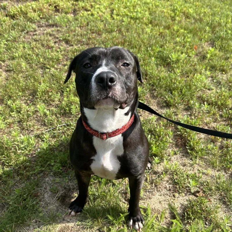 An adult medium-sized female Black Mixed Breed dog named Iris Avail  at for adoption in Kennebunk, ME