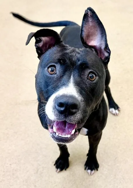 A young large-sized female Pit Bull Terrier dog named Alexa for adoption in Derwood, MD
