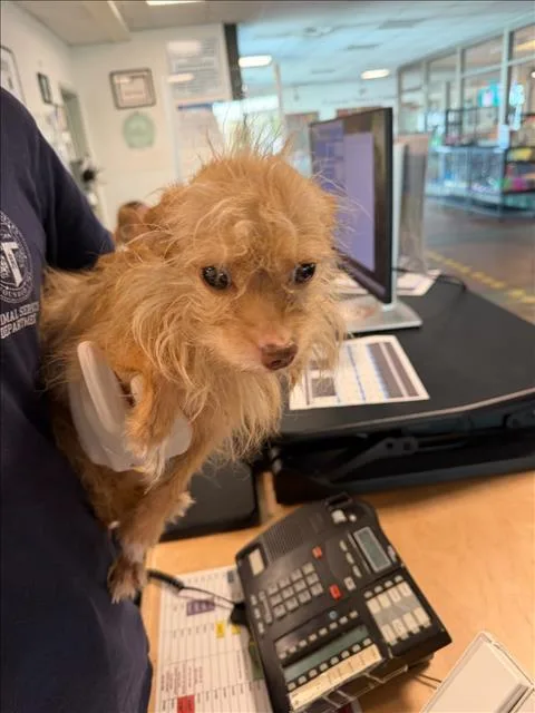 An adult small-sized female Maltese dog named Peanut for adoption in Van Nuys, CA