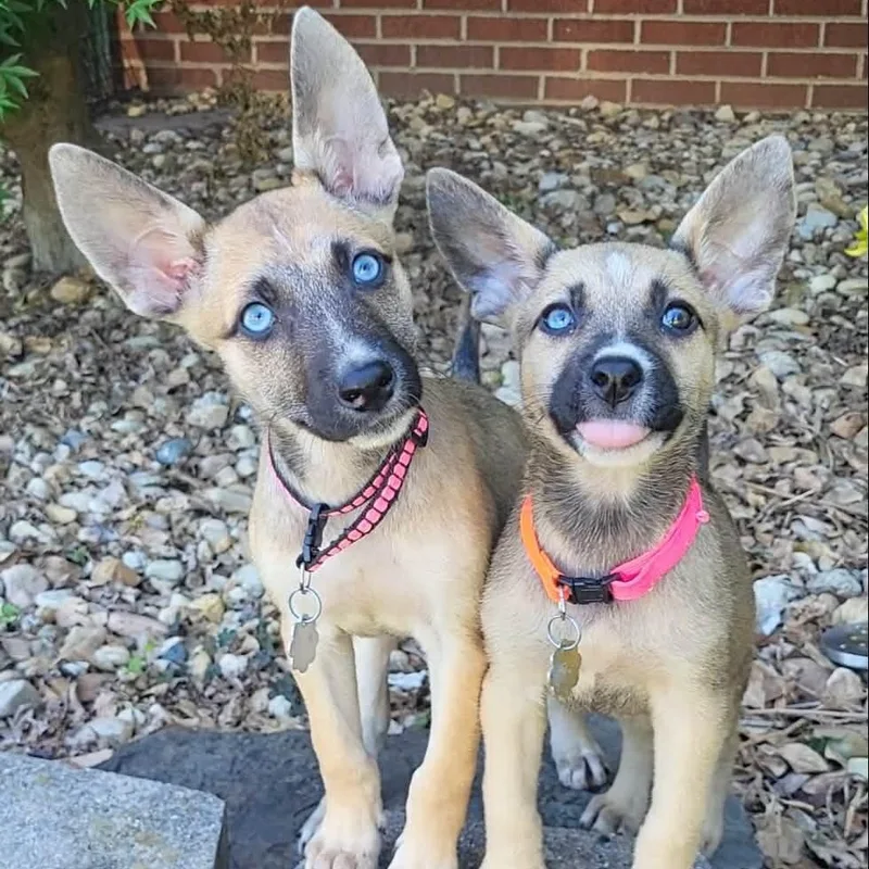 A baby small-sized female Yellow / Tan / Blond / Fawn Chihuahua dog named Azul & Miel for adoption in Sunderland, MD