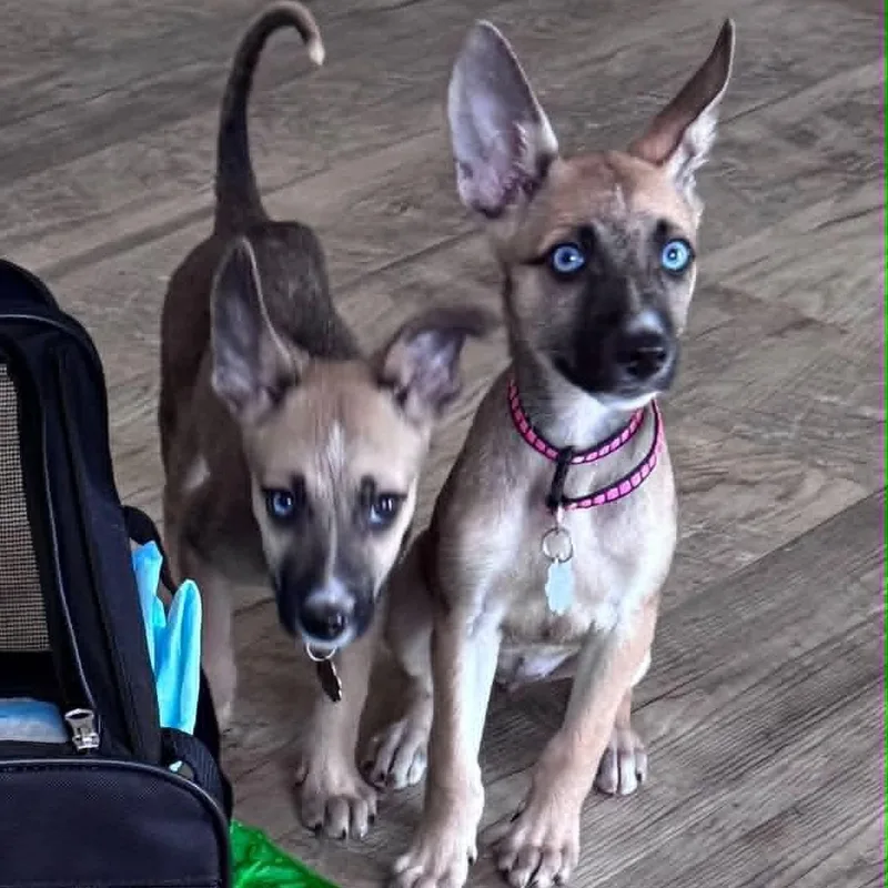 Azul & Miel thumbnail 2