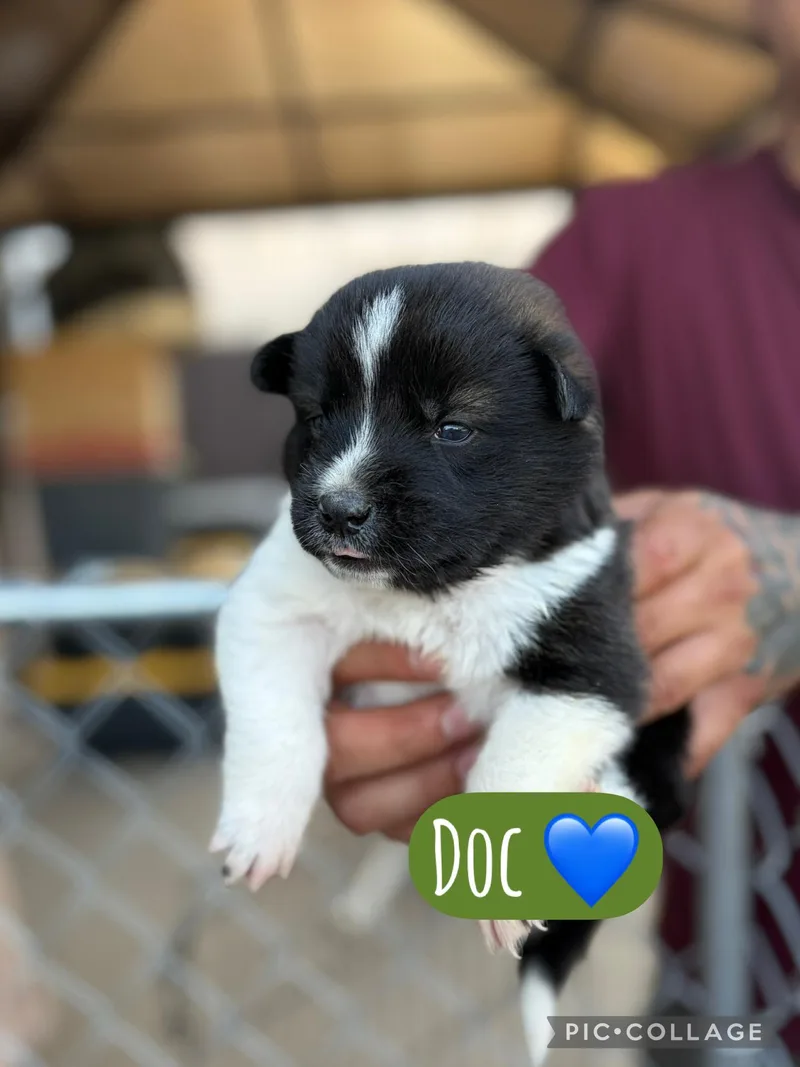 A baby medium-sized male Akita dog named Doc for adoption in Lodi, CA
