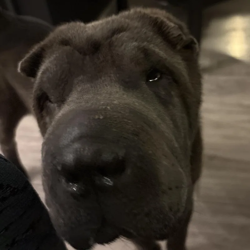 Wilburbaloo thumbnail 5