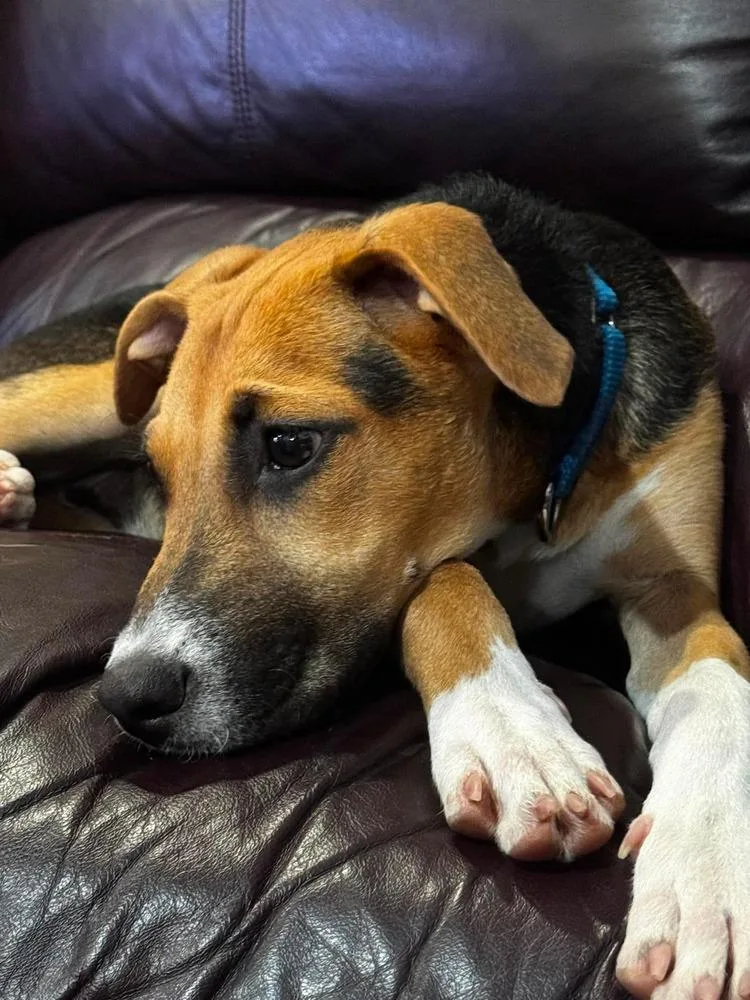 A baby medium-sized female Tricolor (Brown, Black, & White) Labrador Retriever dog named Aria for adoption in Valley Stream, NY