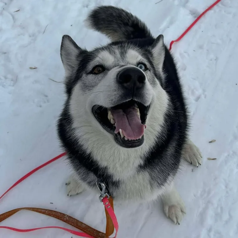 Balto