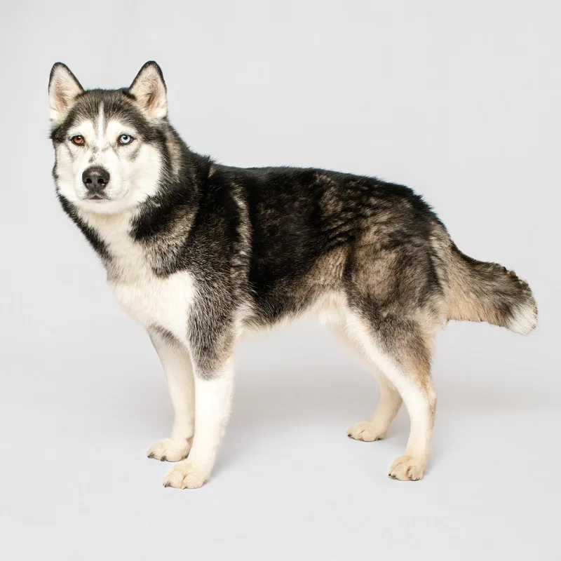 Balto thumbnail 3