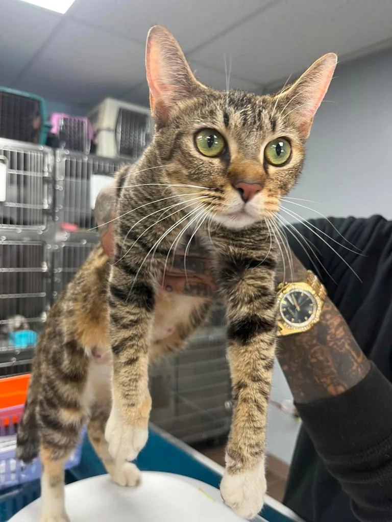 An adult medium-sized female Domestic Short Hair cat named Ginger Spice for adoption in Lavonia, GA