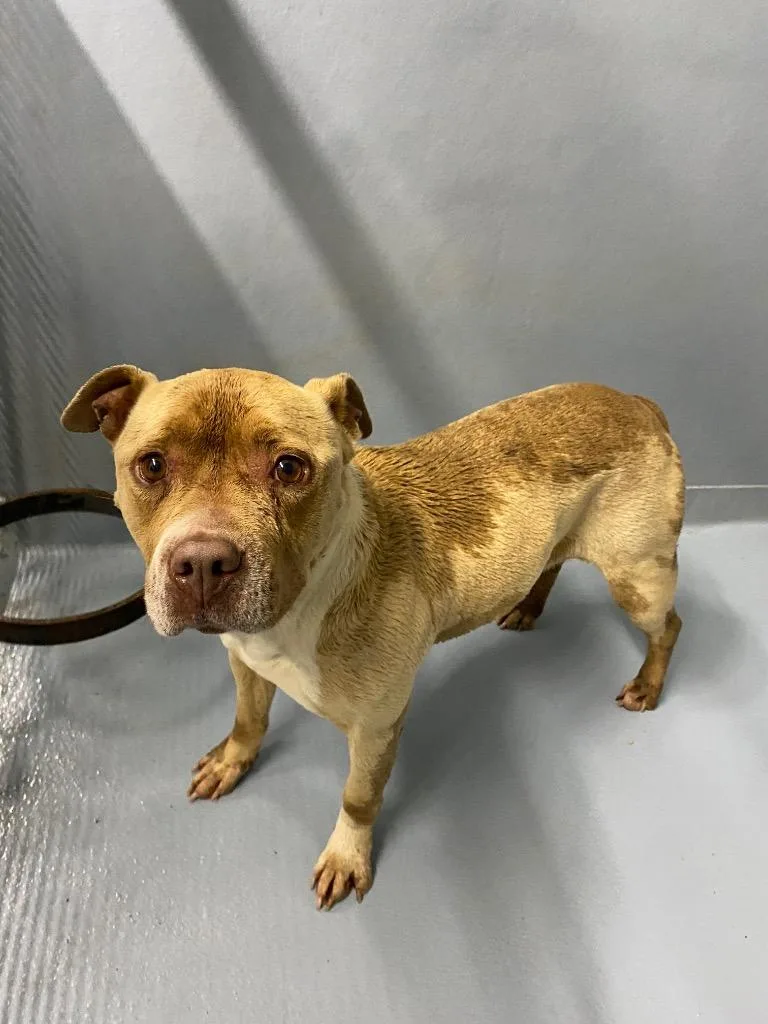 A young medium-sized female Mixed Breed dog named Minnie for adoption in Cartersville , GA