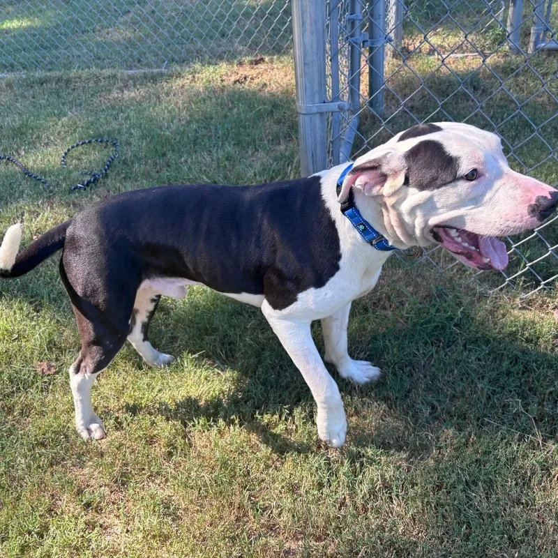 A young medium-sized male Pit Bull Terrier dog named Bowie for adoption in Cabot, AR