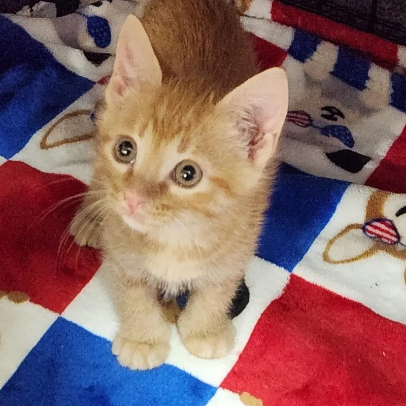 A baby small-sized male Orange / Red Domestic Short Hair cat named Mango K for adoption in Corsicana, TX