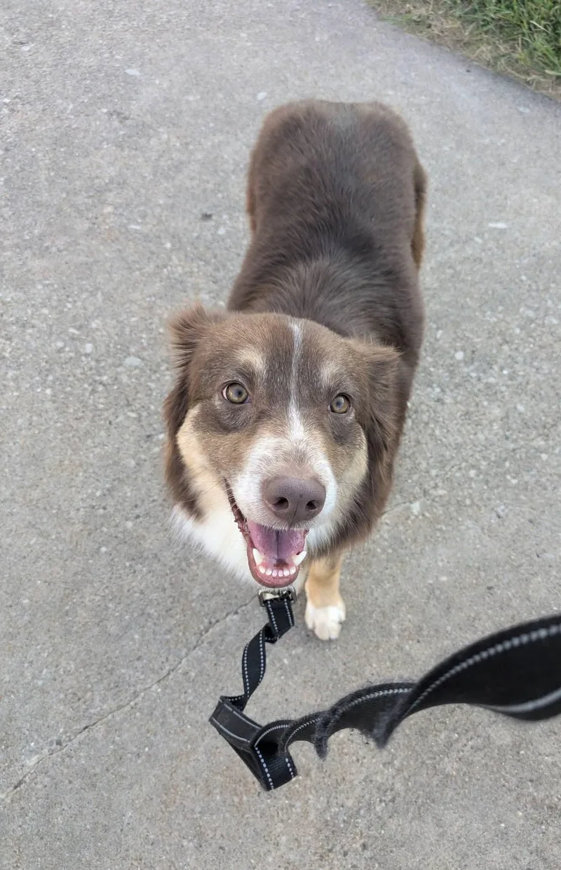 An adult medium-sized female Australian Shepherd dog named Penelope for adoption in Cedar Rapids, IA