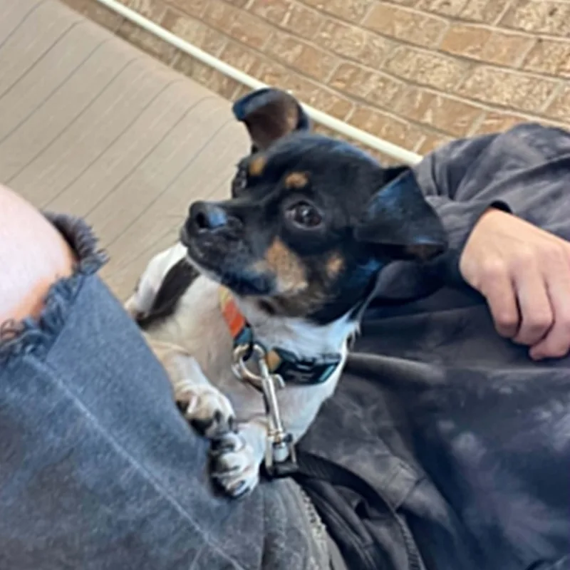 A young small-sized male Tricolor (Brown, Black, & White) Rat Terrier dog named Rook for adoption in Oklahoma City, OK