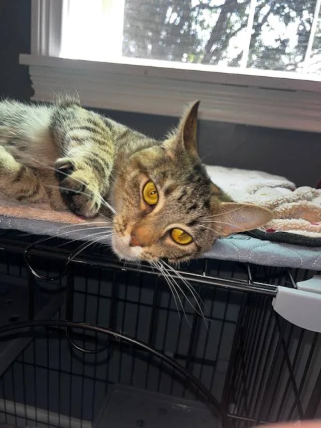 A young medium-sized female Domestic Short Hair cat named Belle  Courtesy Listing for adoption in Rootstown, OH