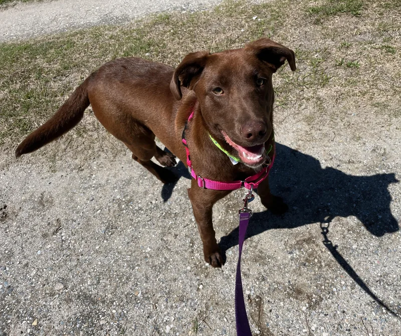 A young medium-sized female Brown / Chocolate Chocolate Labrador Retriever dog named Cee Cee for adoption in Edisto Island, SC