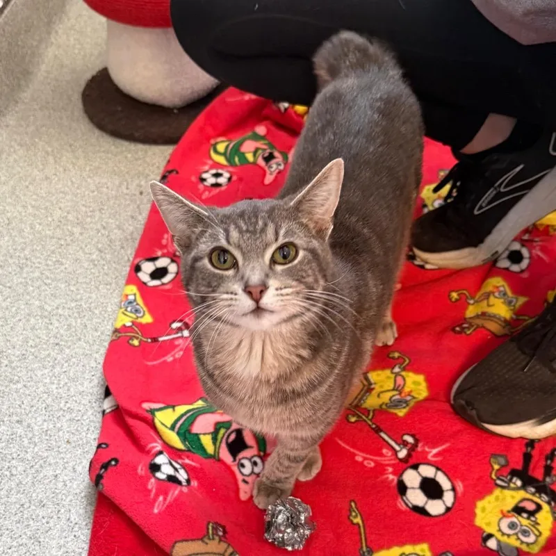 An adult medium-sized male Gray / Blue / Silver Domestic Short Hair cat named Matzo for adoption in Naperville, IL