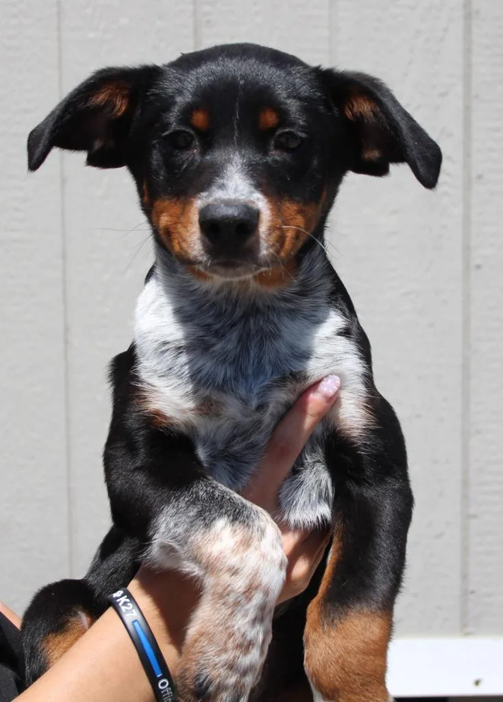 A baby medium-sized male Cattle Dog dog named Huey for adoption in Vacaville, CA