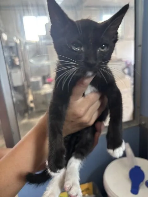 Mittens