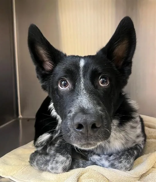 A young small-sized male Border Collie dog named Hunter for adoption in Thousand Palms, CA
