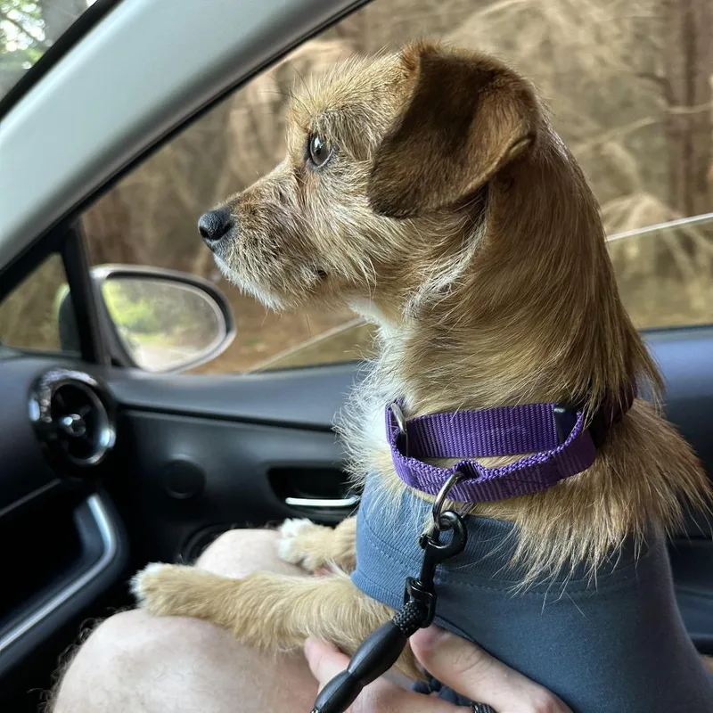 An adult small-sized female Yellow / Tan / Blond / Fawn Terrier dog named Bitsy for adoption in Raleigh, NC