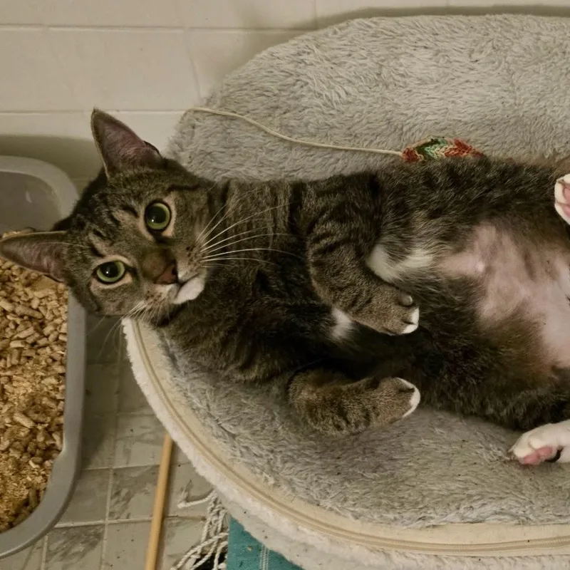 An adult medium-sized female Tabby (Brown / Chocolate) Domestic Short Hair cat named Skylar for adoption in Tampa, FL