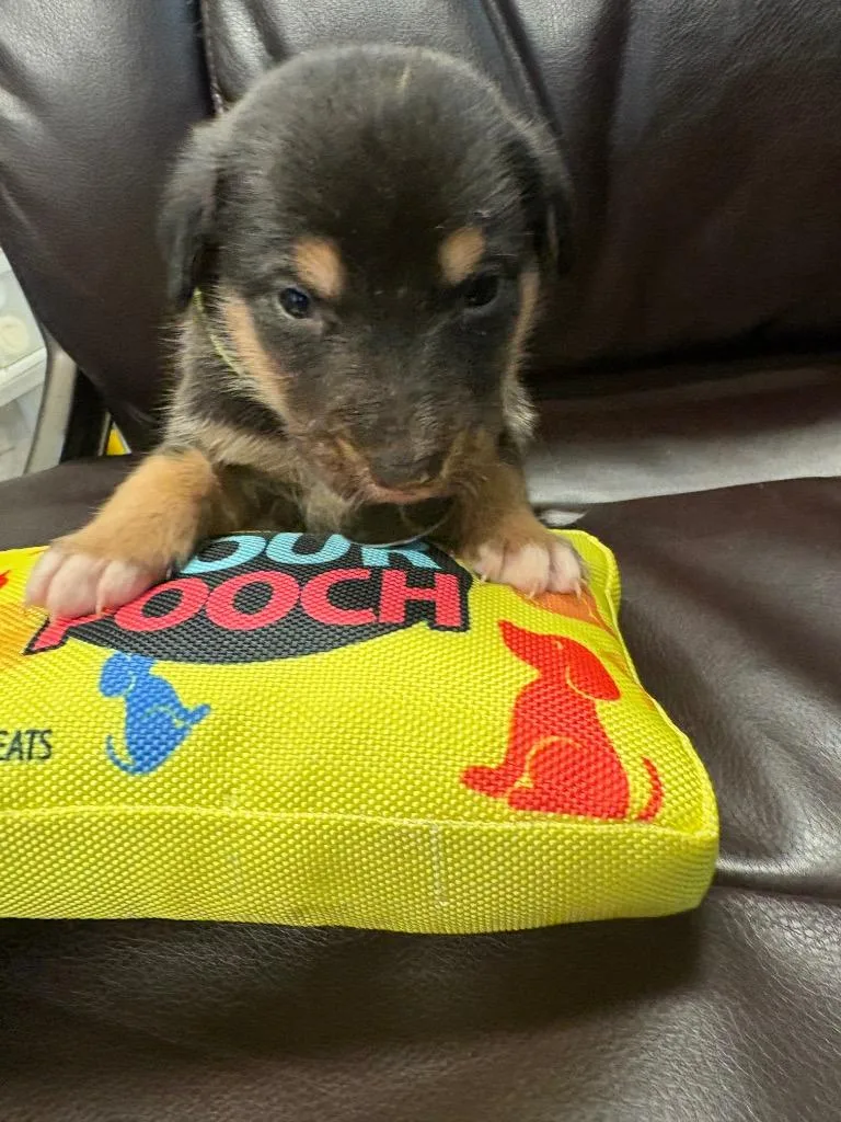 A baby medium-sized male German Shepherd Dog dog named Leviathan for adoption in Reno, NV