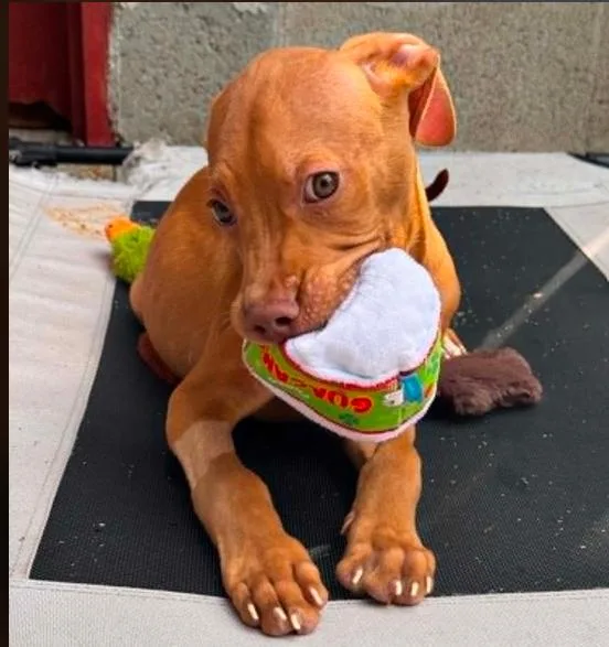 A baby medium-sized male Red / Chestnut / Orange Mixed Breed dog named Cinnamon Toast Crunch for adoption in Eutawville, SC