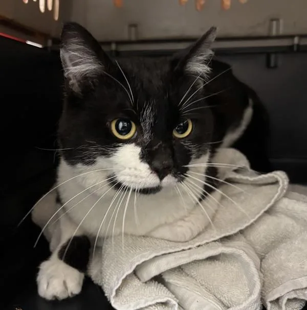 An adult medium-sized male Domestic Short Hair cat named Working Cat  Frog for adoption in Silverdale, WA