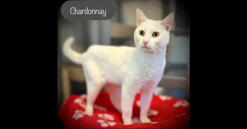 An adult medium-sized female White Domestic Short Hair cat named Chardonnay for adoption in Chalfont, PA