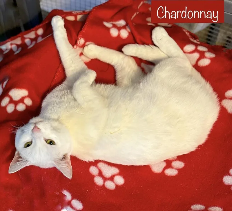 Chardonnay thumbnail 2