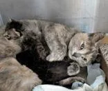 An adult medium-sized female Dilute Calico Domestic Short Hair cat named Paisley for adoption in Portsmouth, OH