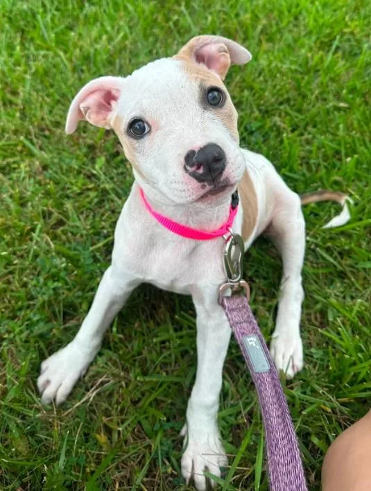 A baby small-sized female Pit Bull Terrier dog named Tinker Bell for adoption in Troy, MI
