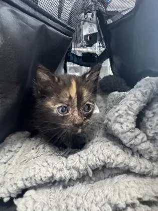 A baby small-sized female Domestic Short Hair cat named Bean for adoption in West Chester, PA