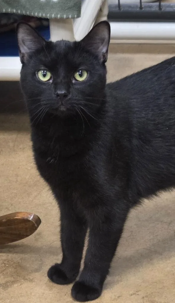 A baby medium-sized female Domestic Short Hair cat named Skylar for adoption in Olean, NY