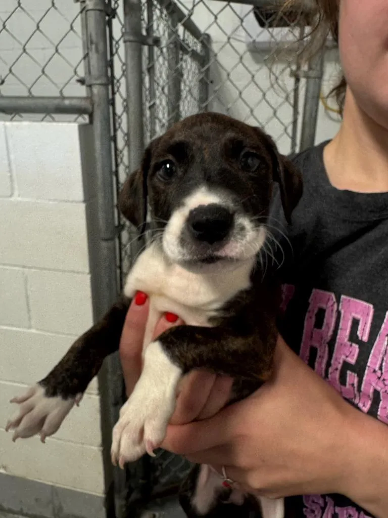 A young medium-sized female Mixed Breed dog named Star for adoption in Batesville, AR