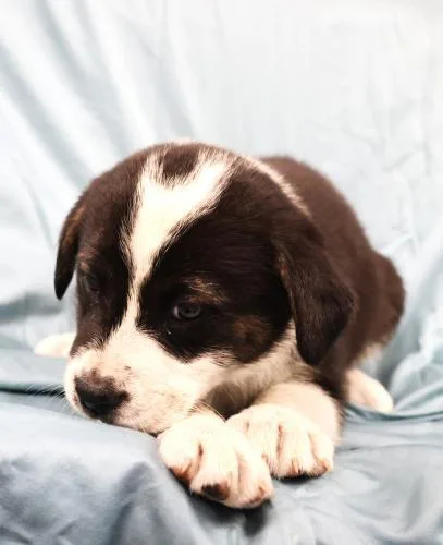 A baby medium-sized female Shepherd dog named Fennel for adoption in Thief River Falls, MN