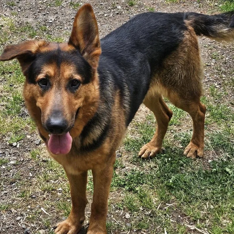 Harstine thumbnail 3