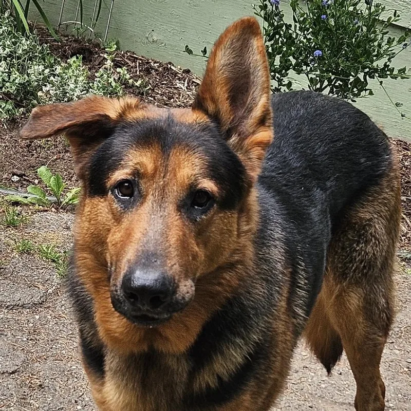 Harstine thumbnail 4