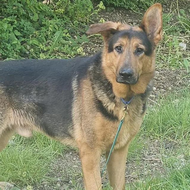 Harstine thumbnail 5