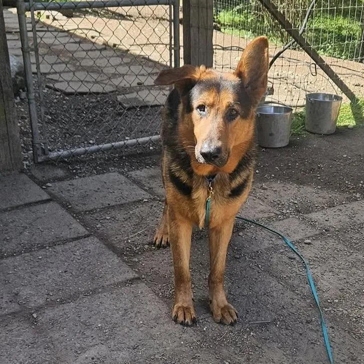 Harstine thumbnail 6