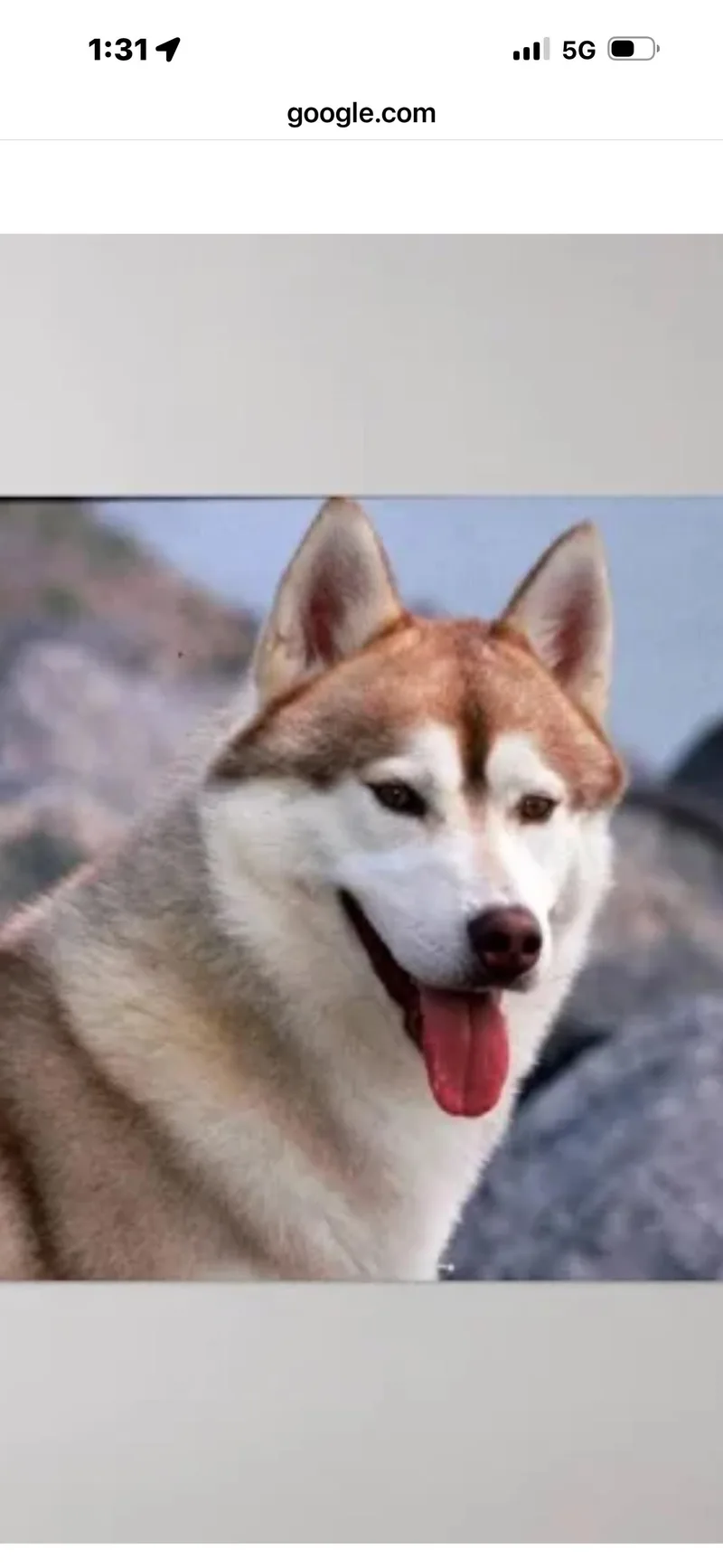 Hucky thumbnail 2