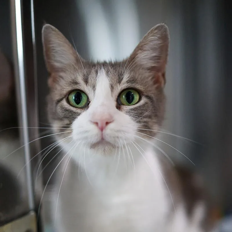 An adult medium-sized female Gray / Blue / Silver Domestic Short Hair cat named Darlene for adoption in Bradenton, FL