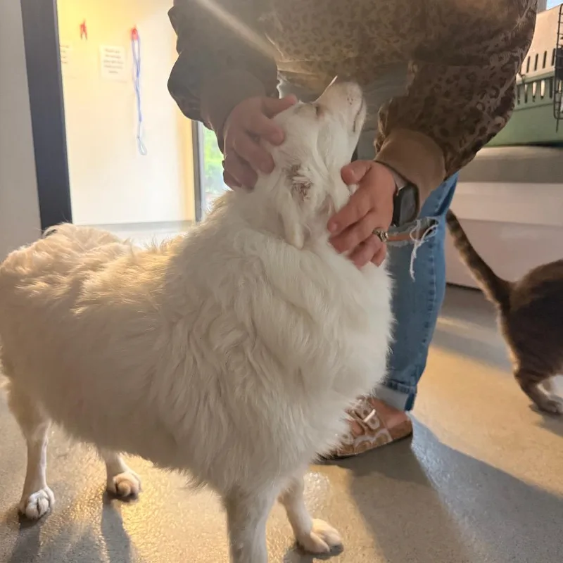 An adult medium-sized female White / Cream American Eskimo Dog dog named Priscilla for adoption in Columbus, OH