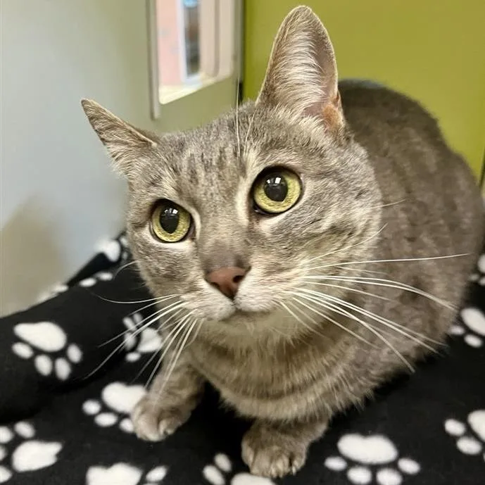 An adult medium-sized female Gray / Blue / Silver Domestic Short Hair cat named Misty for adoption in Temecula, CA