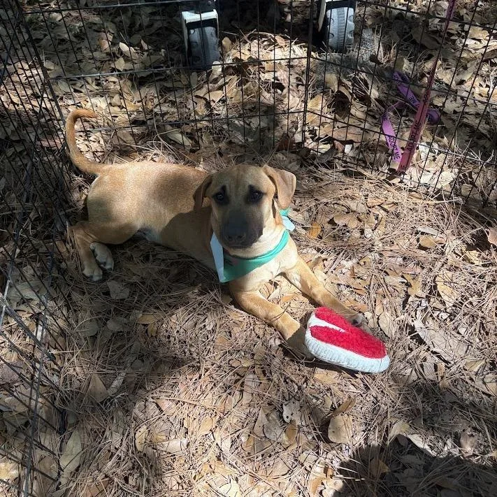 A young medium-sized male Yellow / Tan / Blond / Fawn Basset Hound dog named Phineas for adoption in North Charleston, SC