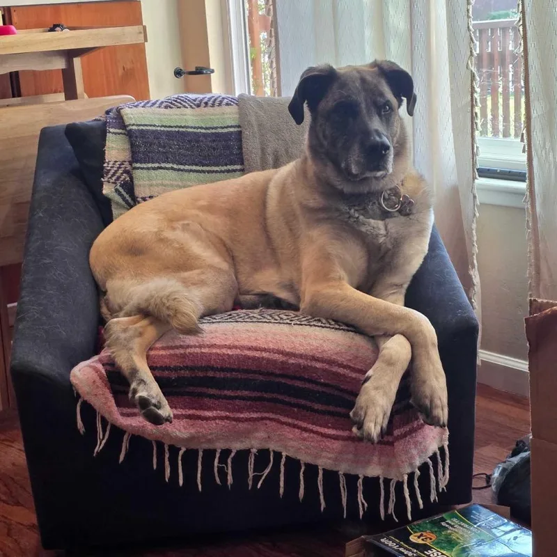 An adult extra large-sized female Anatolian Shepherd dog named Nana for adoption in Pacifica, CA