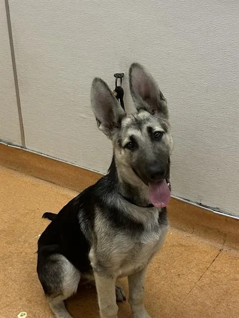 A young small-sized male German Shepherd Dog dog named Franklin for adoption in Martinez, CA