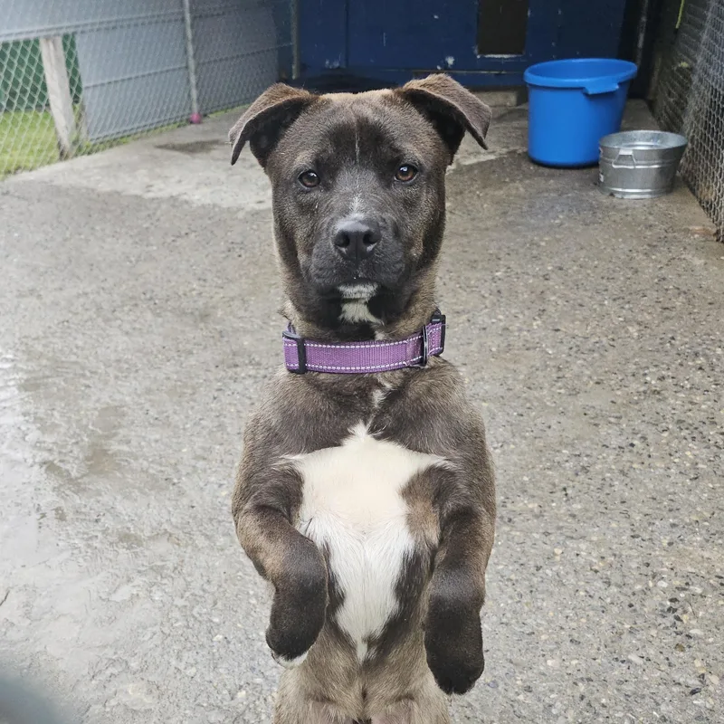 A young small-sized male Sable Mixed Breed dog named Sonny for adoption in Talbott, TN