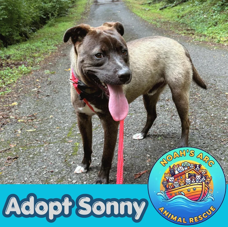 Sonny thumbnail 2