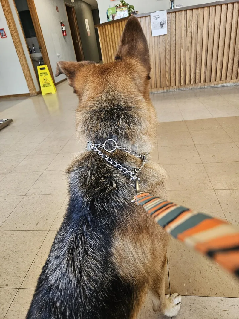 An adult large-sized female German Shepherd Dog dog named LaylaI for adoption in Anoka, MN
